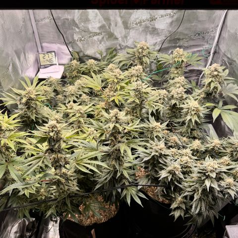 Super Lemon Haze growlog timeline photo