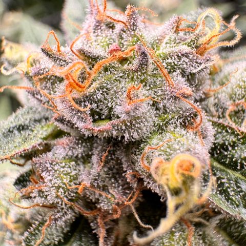 Super Lemon Haze growlog timeline photo