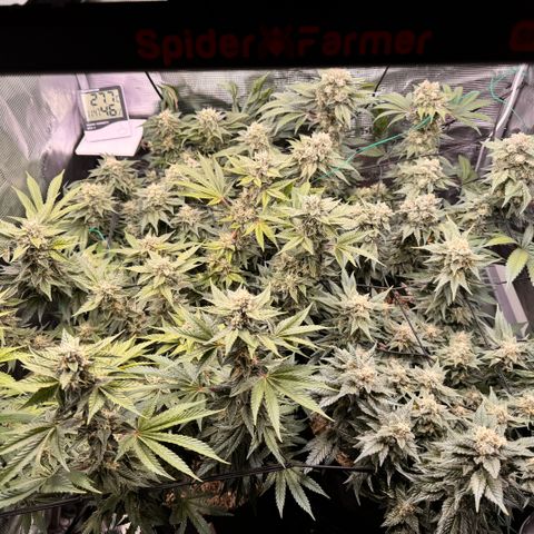Super Lemon Haze growlog timeline photo