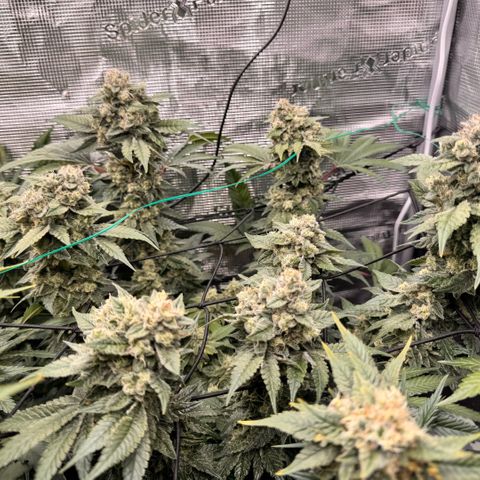 Super Lemon Haze growlog timeline photo