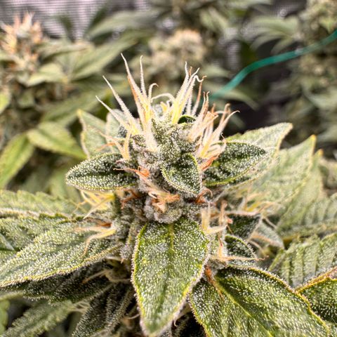 Super Lemon Haze growlog timeline photo