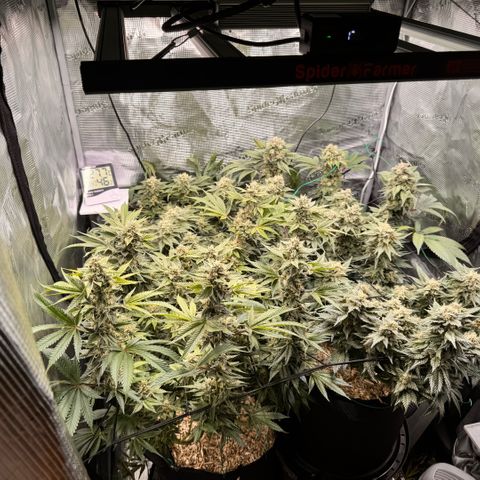 Super Lemon Haze growlog timeline photo