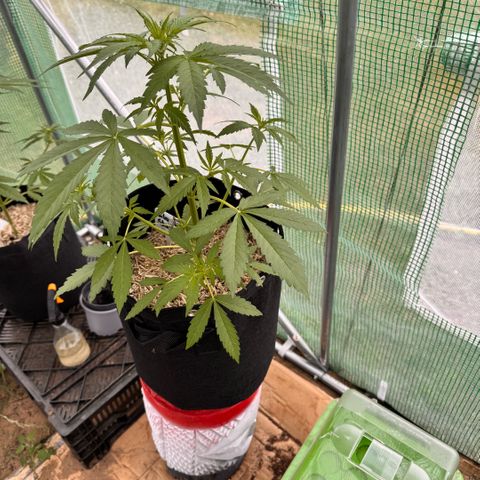 Afhgan skunk  growlog timeline photo