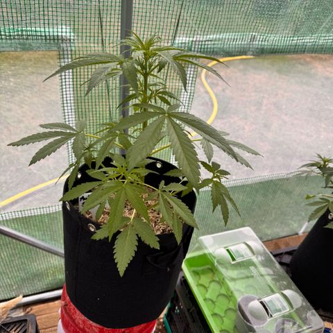 Afhgan skunk  growlog timeline photo