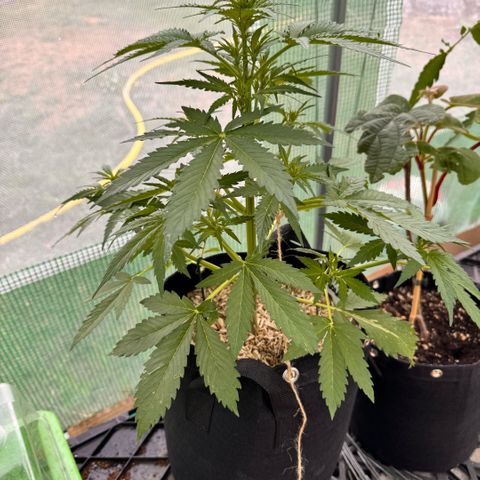 Bruce Banner  growlog timeline photo
