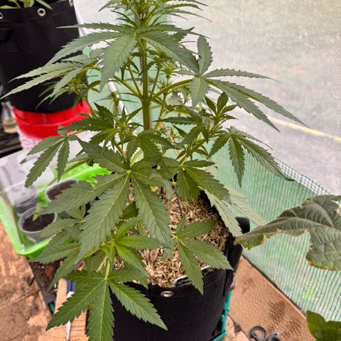 Bruce Banner  growlog timeline photo