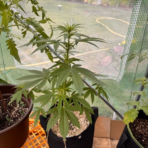 Moby Dick Auto growlog timeline photo