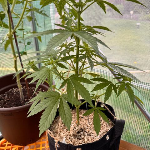 Moby Dick Auto growlog timeline photo