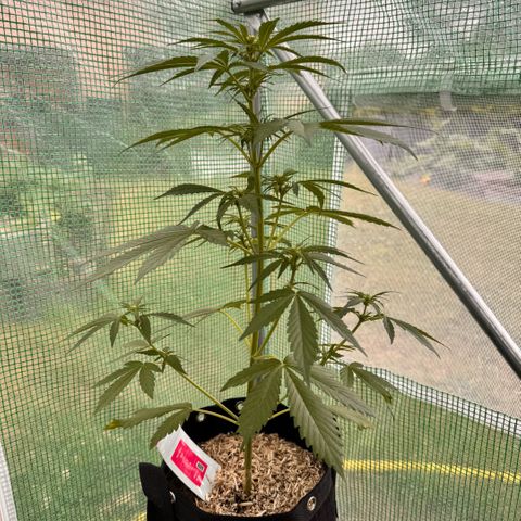 Afhgan skunk 1 growlog timeline photo