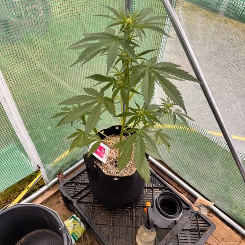 Afhgan skunk 1 growlog timeline photo