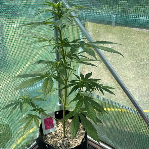 Afhgan skunk 1 growlog timeline photo