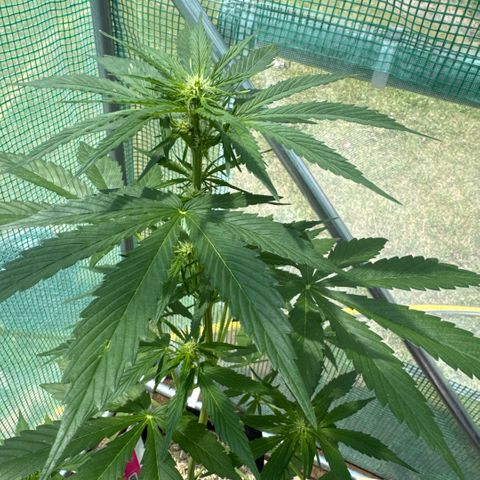 Afhgan skunk 1 growlog timeline photo