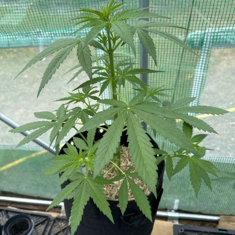 Afhgan skunk  growlog timeline photo