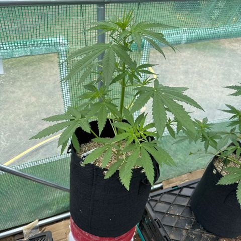Afhgan skunk  growlog timeline photo