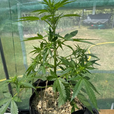 Bruce Banner  growlog timeline photo