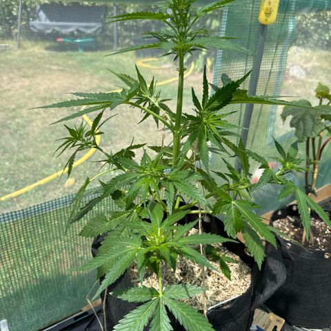 Bruce Banner  growlog timeline photo