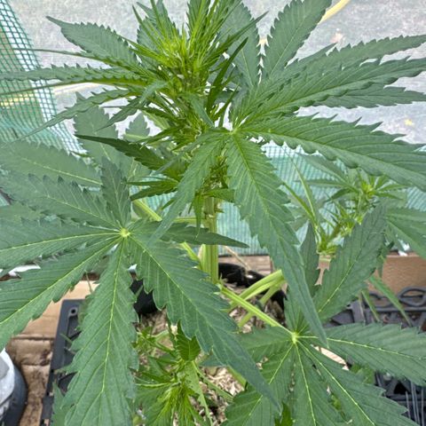 Bruce Banner  growlog timeline photo