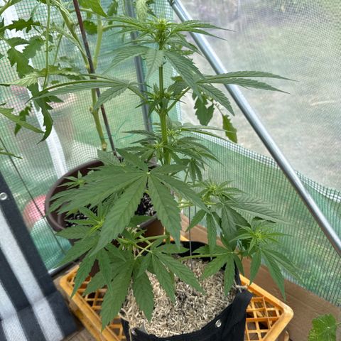 Moby Dick Auto growlog timeline photo