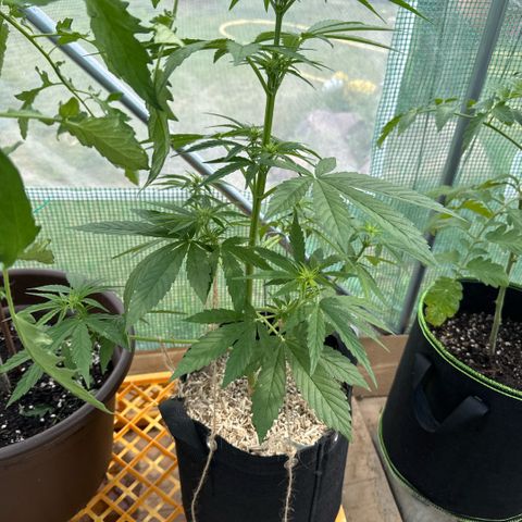 Moby Dick Auto growlog timeline photo