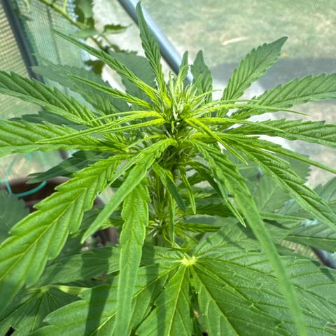 Moby Dick Auto growlog timeline photo