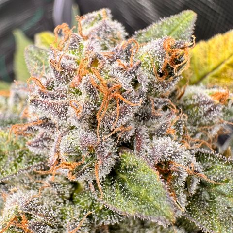 Super Lemon Haze growlog timeline photo
