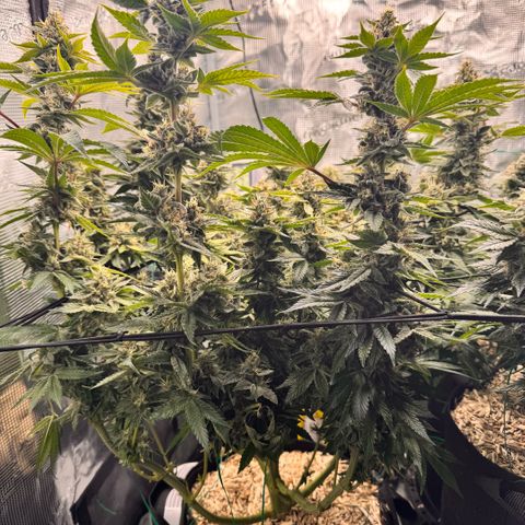 Acapulco Gold growlog timeline photo