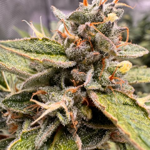 Acapulco Gold growlog timeline photo