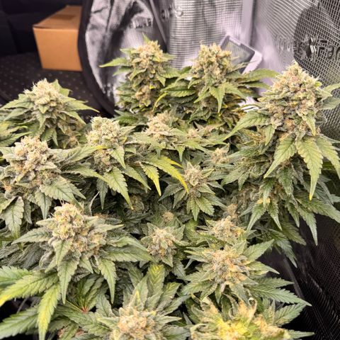 Acapulco Gold growlog photo: Grauschimmel Befall  😡😡
Ich musste großzügig die Hauptcola kappen. 