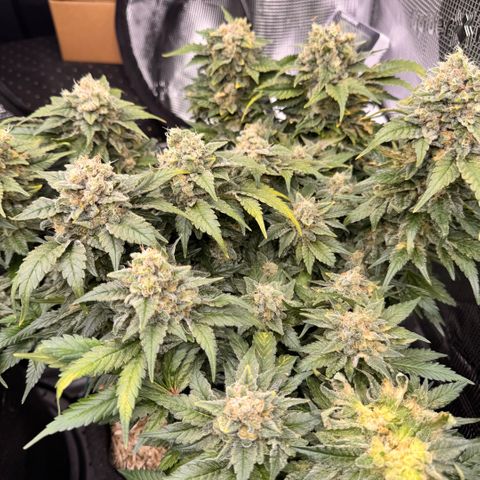 Acapulco Gold growlog photo: Grauschimmel Befall  😡😡
Ich musste großzügig die Hauptcola kappen. 