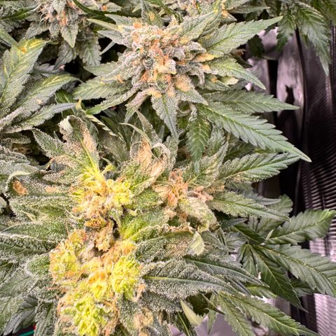 Acapulco Gold growlog photo: Grauschimmel Befall  😡😡
Ich musste großzügig die Hauptcola kappen. 