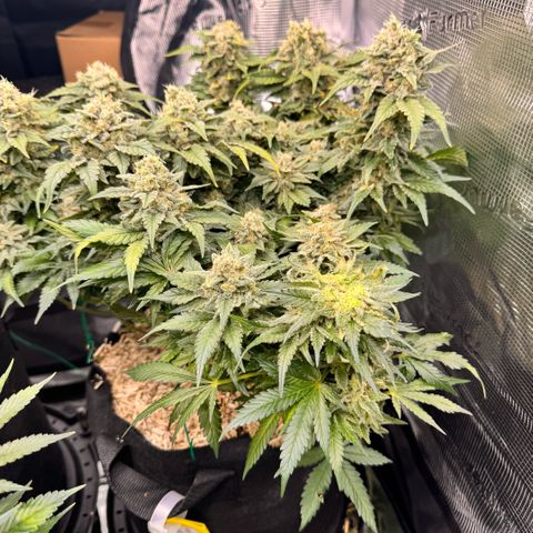 Acapulco Gold growlog photo: Grauschimmel Befall  😡😡
Ich musste großzügig die Hauptcola kappen. 