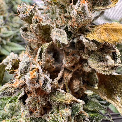 Super Lemon Haze growlog photo: Grauschimmel Befall 😡😡😡😡
Ich musste Noternten 