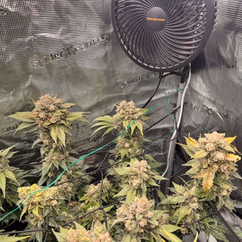Super Lemon Haze growlog photo: Grauschimmel Befall 😡😡😡😡
Ich musste Noternten 