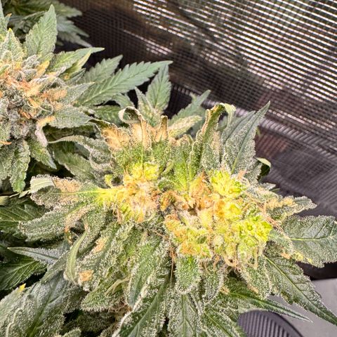 Super Lemon Haze growlog photo: Grauschimmel Befall 😡😡😡😡
Ich musste Noternten 