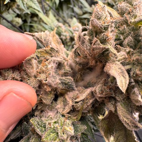 Super Lemon Haze growlog photo: Grauschimmel Befall 😡😡😡😡
Ich musste Noternten 