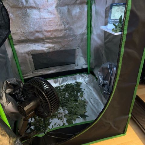 Super Lemon Haze growlog photo: Die Notschlachtung hängt jetzt im trocknungszelt 😡 sehr ärgerlich 