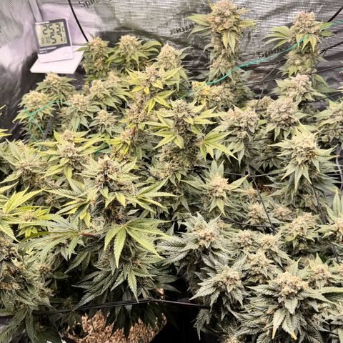 Super Lemon Haze growlog timeline photo