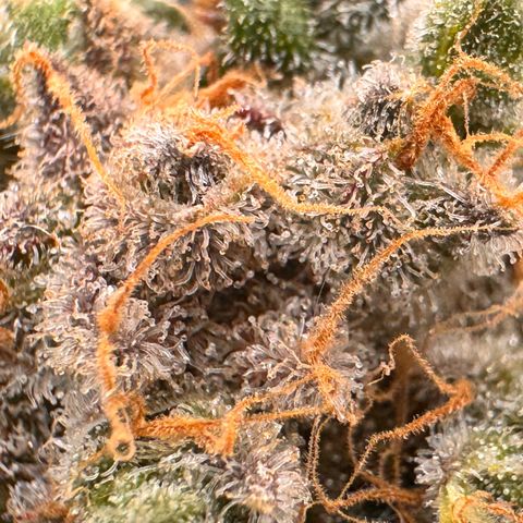 Super Lemon Haze growlog timeline photo