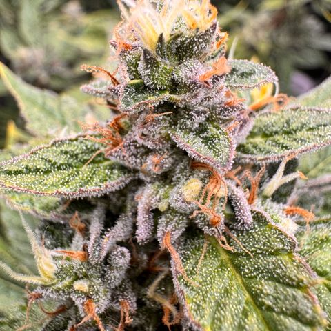 Acapulco Gold growlog timeline photo