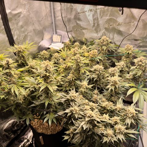 Super Lemon Haze growlog timeline photo