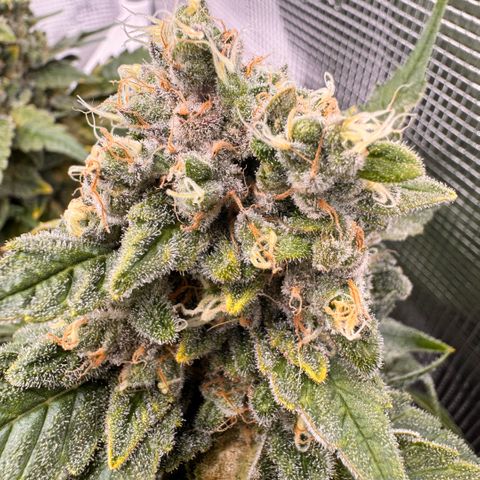 Super Lemon Haze growlog timeline photo