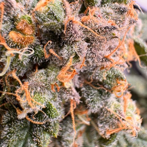 Super Lemon Haze growlog timeline photo