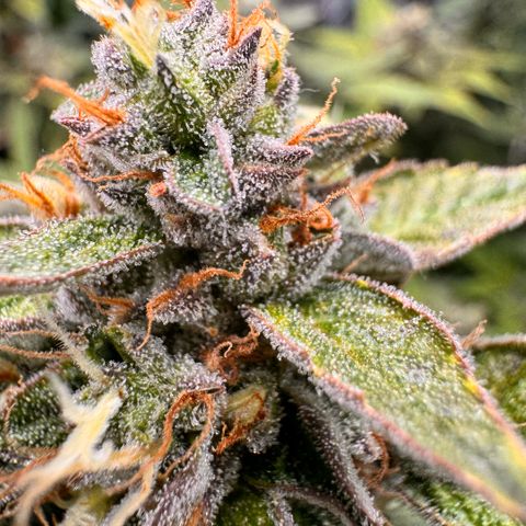 Acapulco Gold growlog timeline photo