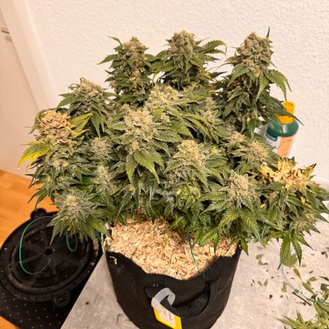 Acapulco Gold growlog timeline photo