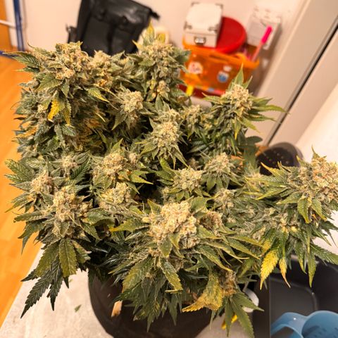 Super Lemon Haze growlog timeline photo