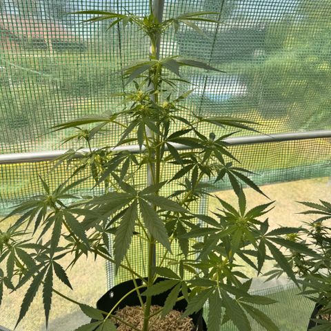 Afhgan skunk  growlog timeline photo