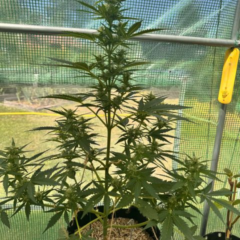 Bruce Banner  growlog timeline photo