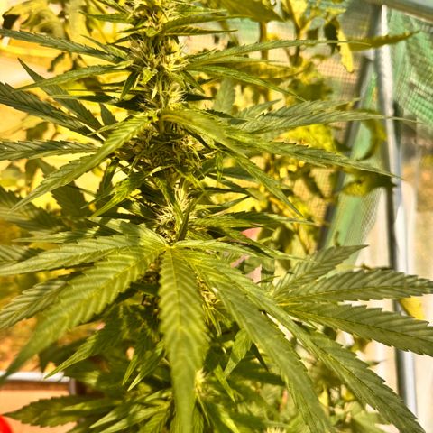 Bruce Banner  growlog timeline photo