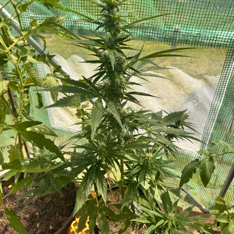 Moby Dick Auto growlog timeline photo