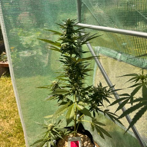 Afhgan skunk 1 growlog timeline photo
